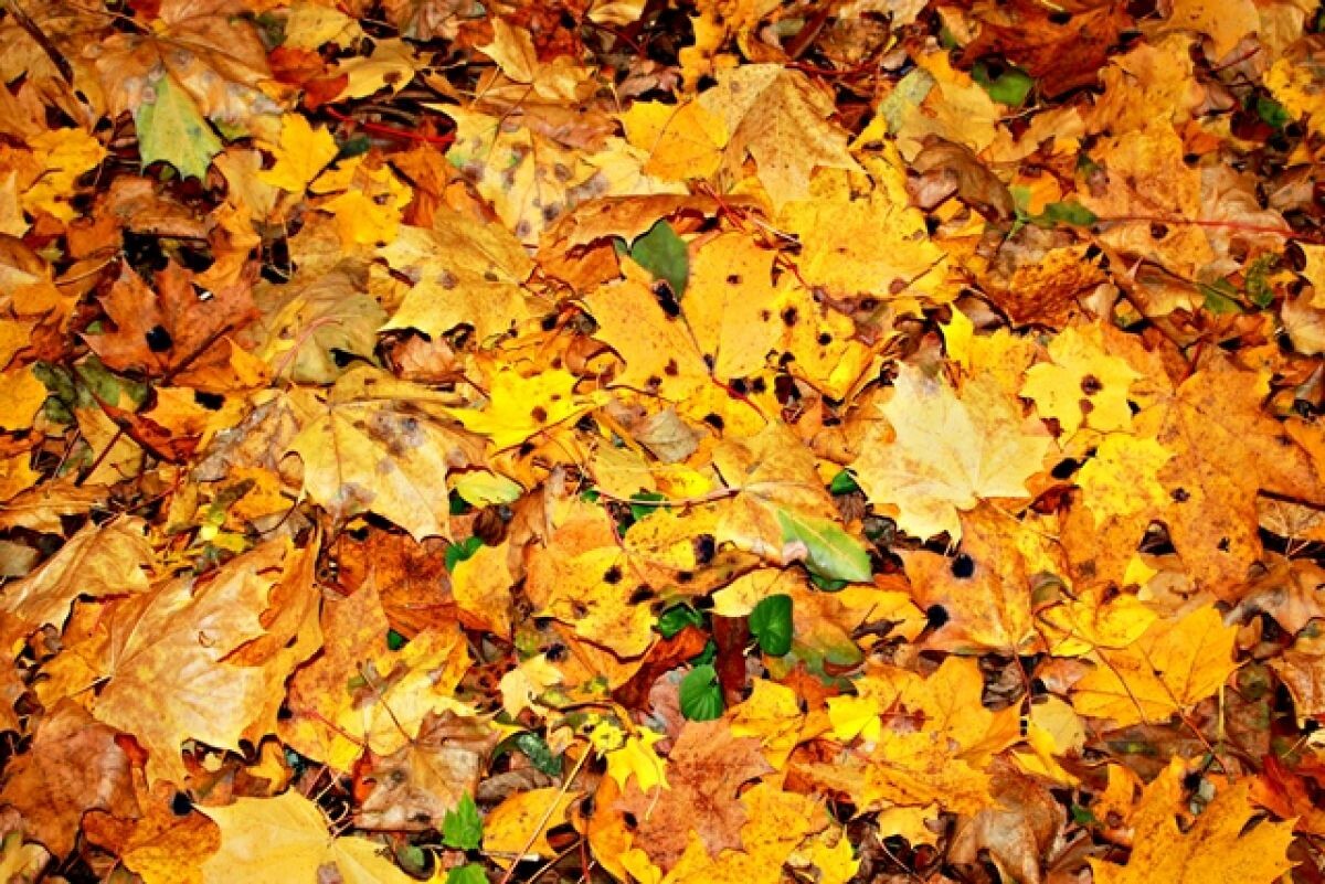    В 2022 году в сентябре в Пермском крае может не быть бабьего лета