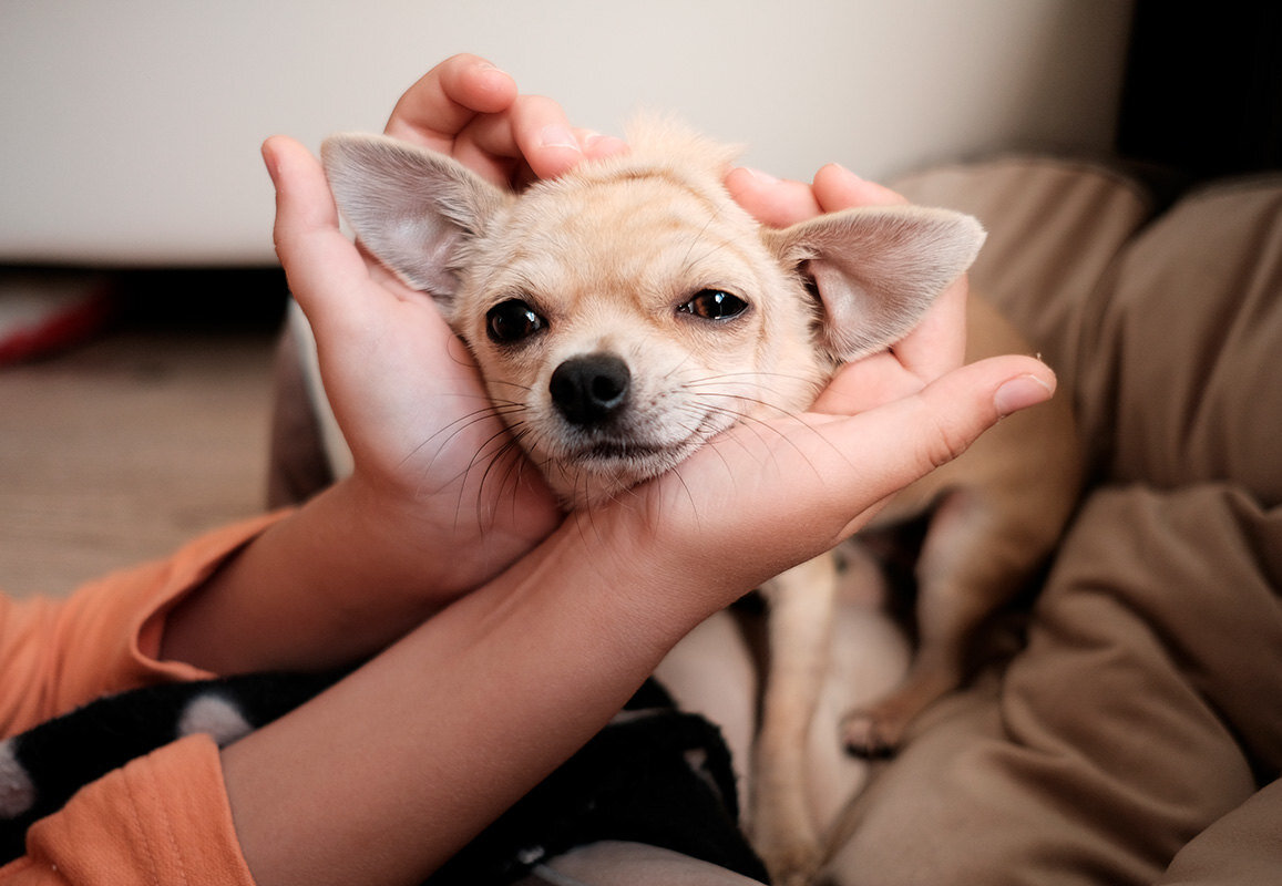     Хозяева сдали беременную собачку в приют из-за гигантского живота. И очень зря!