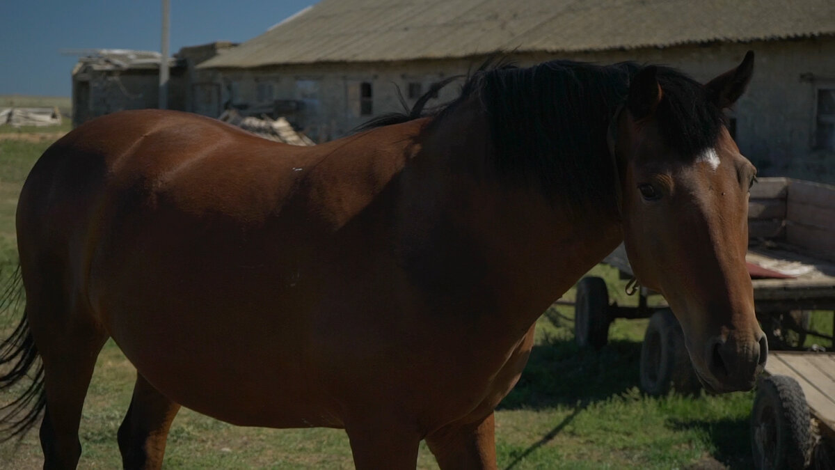 Конь говорящий. Для тех, кто понимает))