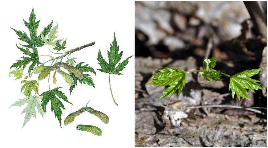 На фото: Клен серебристый (Acer saccharinum) - семена, сеянец