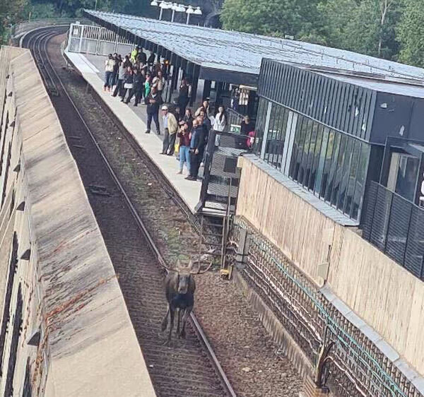    В Стокгольме застрелили лося, выбежавшего на рельсы метро