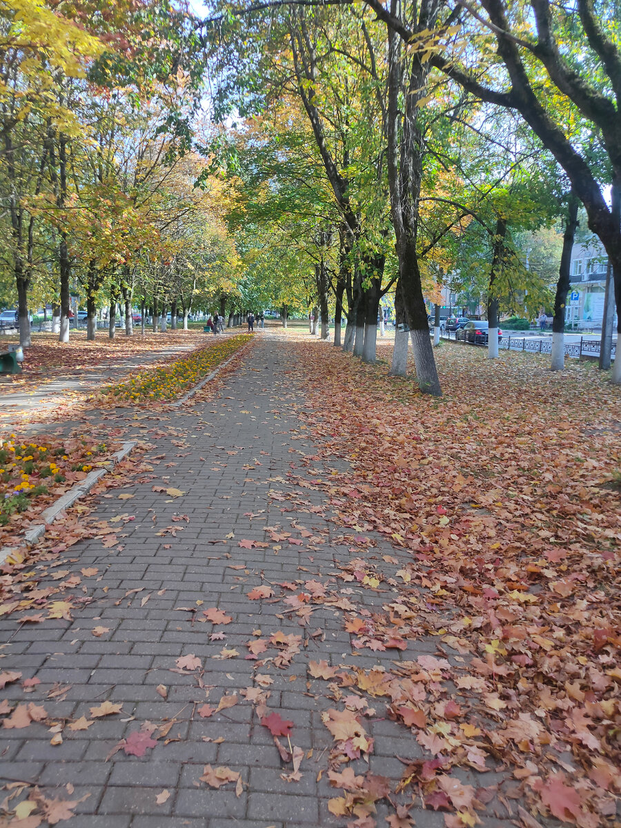 Наша аллея в центре города