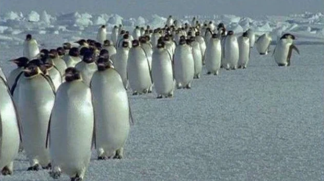 Иногда животные проявляют больше уважения друг к другу, чем люди