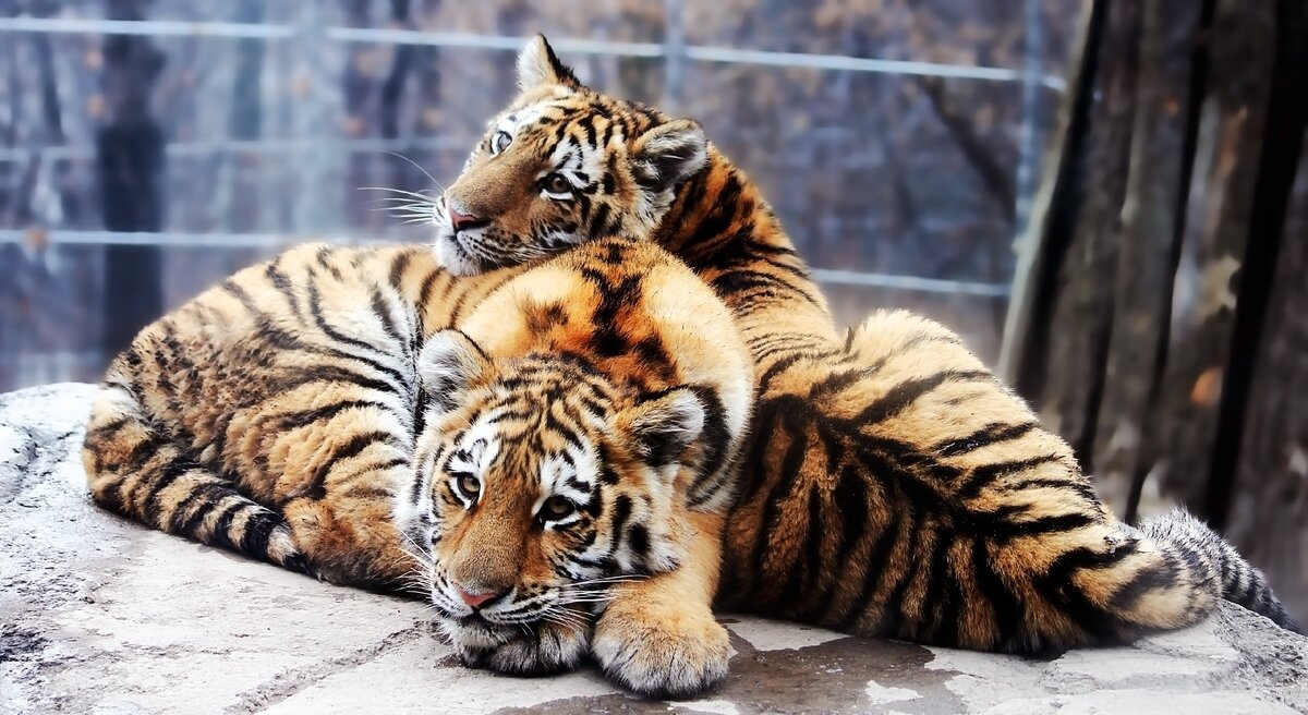 the-cubs-the-amur-tiger-panthera-tigris-altaica-wallpaper 7703f2be9e1f4d939bbb6f340879004a