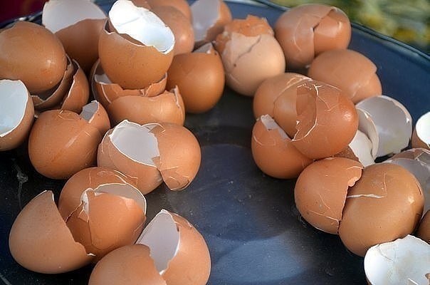 О таких способах применения яичной скарлупы, ты даже не догадывался!