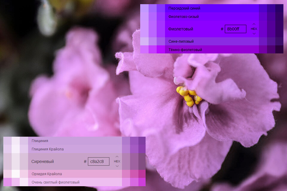 Выделение фиолетового цвета. Цвет сирени и фиалки. Разница между фиолетовым и сиреневым цветами. Сиреневый и фиолетовый в чем разница. Сорта светло фиолетовых фиалок цвета в форме звезды.