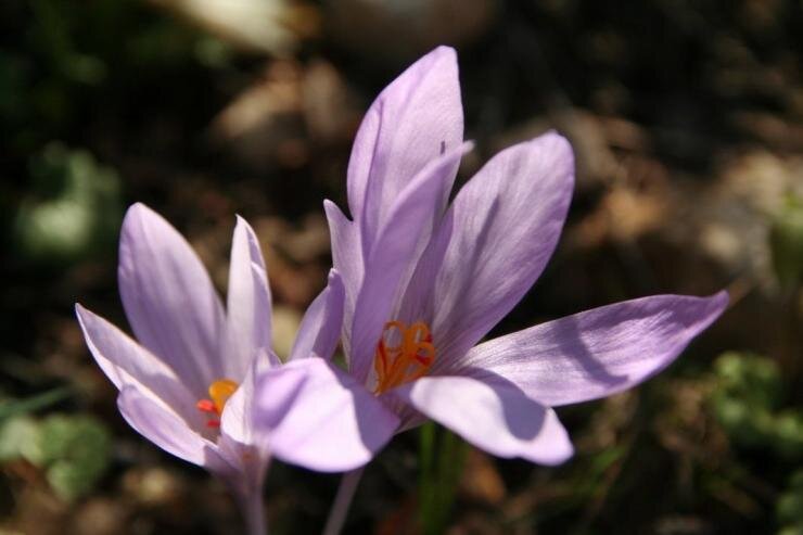 Фото: сорт Банатский