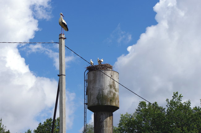 ФОто из свободных источников. Похожая водокачка была у бабушки в деревне. Сейчас аистов на ней уже нет...