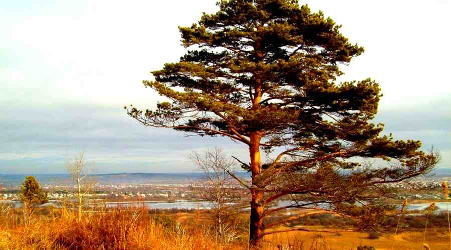 Сосна обыкновенная...