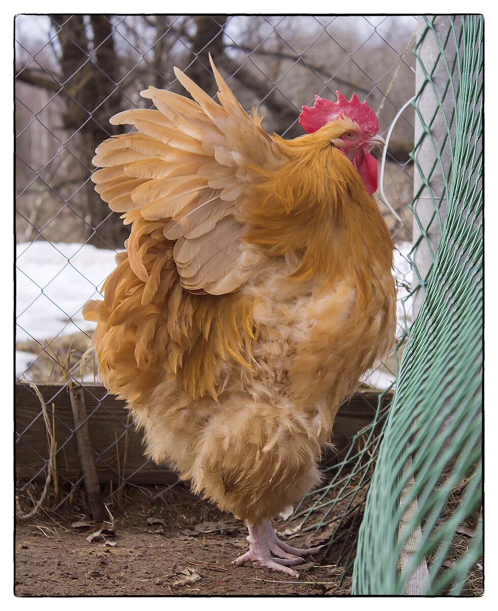 Увы, взлететь так и не смог...