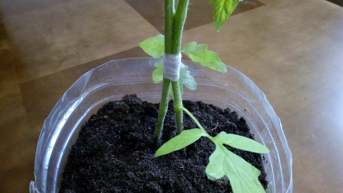 Сдвоенные помидоры. Фото автора