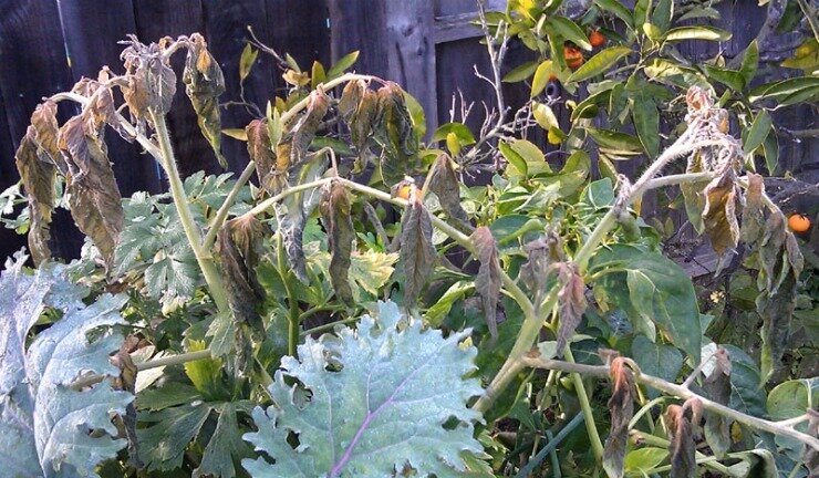 Ссылка на изображение https://ogorodbezzabot.ru/wp-content/uploads/2017/04/tomat-pogib-ot-holoda.jpg