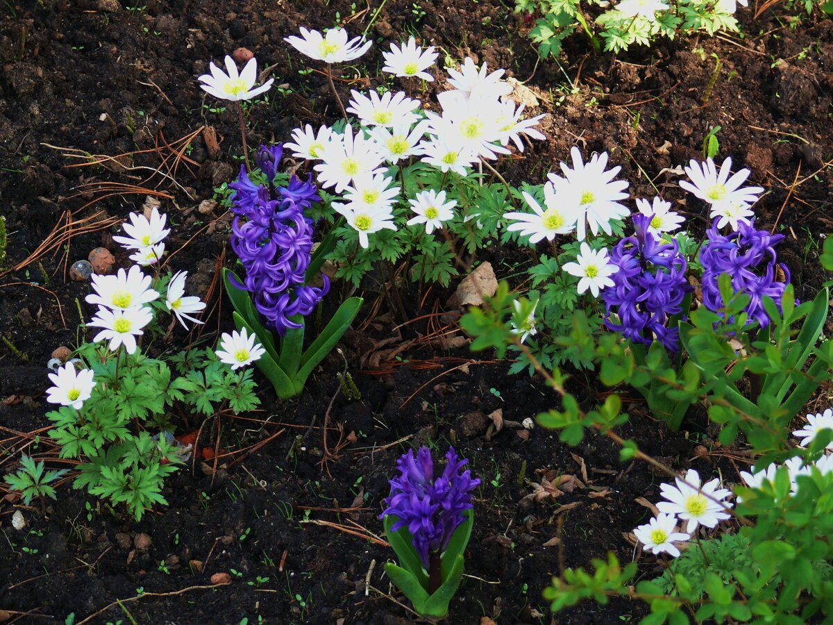 Весенние анемоны и гиацинты способны создать эффектные и яркие пятна под кустами, но чтобы не портить впечатление от их красоты, грунт вокруг стоит замульчировать сосновой корой или иголками. Фото Светланы Мариничевой.