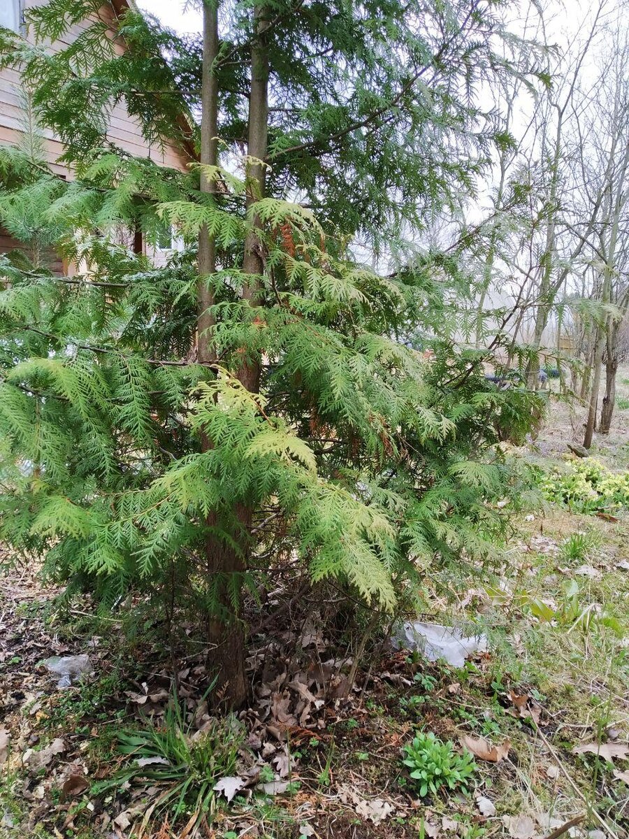 К концу апреля снег уже сошел. Земля немного прогрелась. И зеленые травы стали пробиваться к солнцу, первоцветы буйно зацвели.
