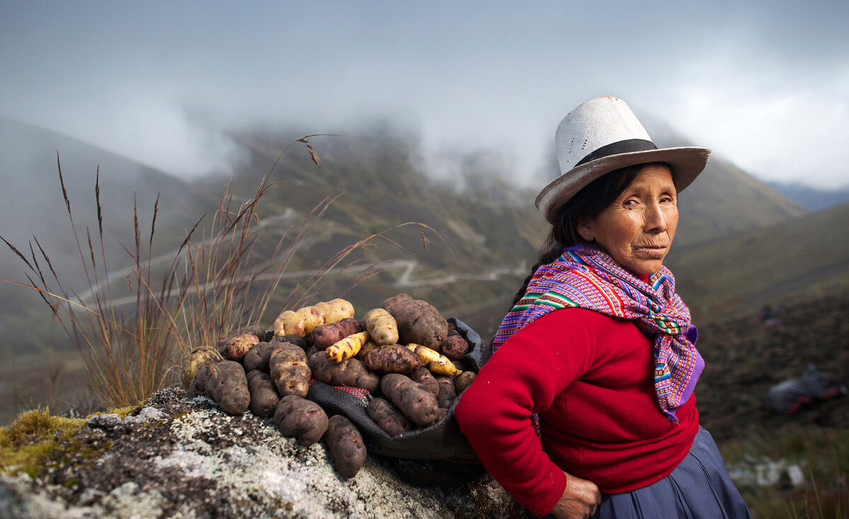 Жестокая картошка. В Перу сдабривают ламой землю и богов, а удобрения не играют большой роли