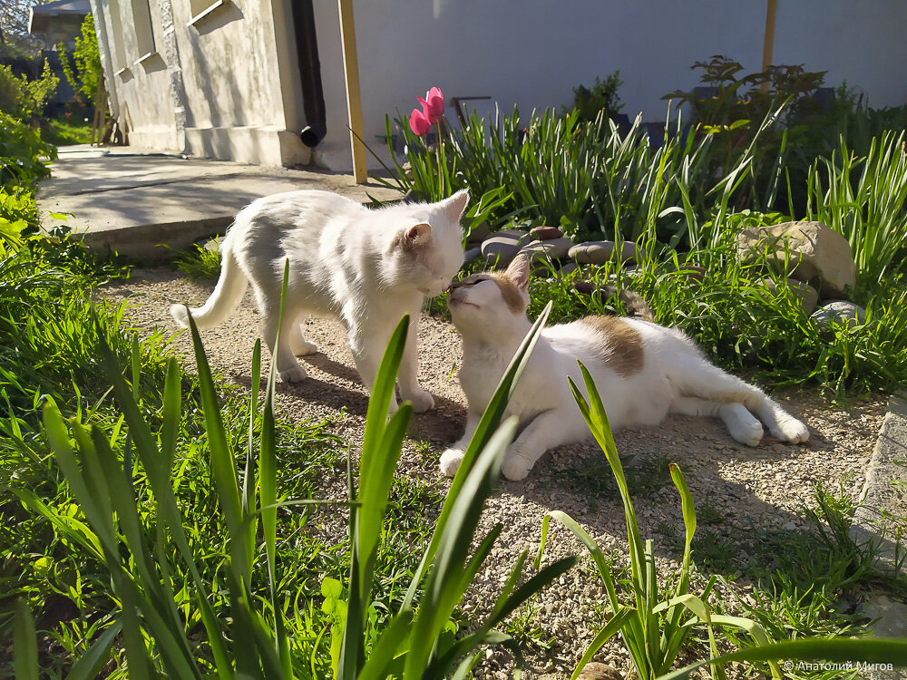 Прогулка по саду в сопровождении кошек в последний день апреля