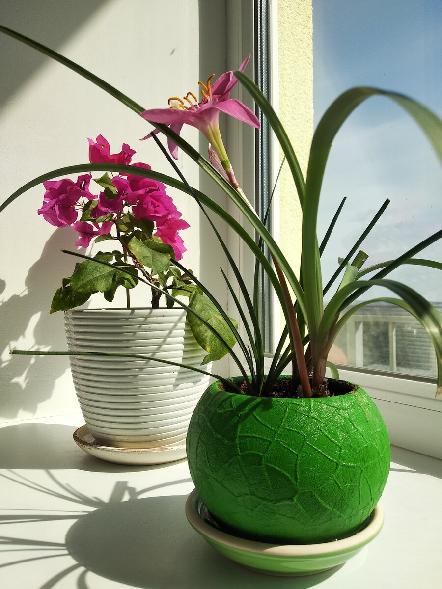 На заднем фоне расположилась Бугенвиллия.