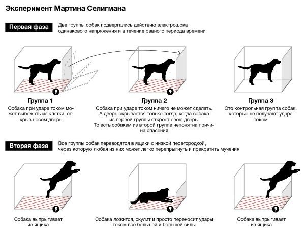 Этот эксперимент был проведен позже психологом Мартином Селигманом.