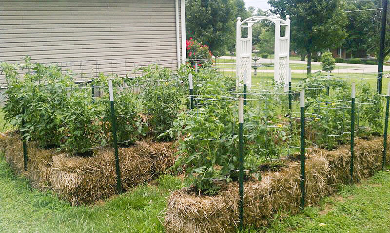 Соломенные грядки подходят для многих овощей - фото ©6cotok.boltai.com