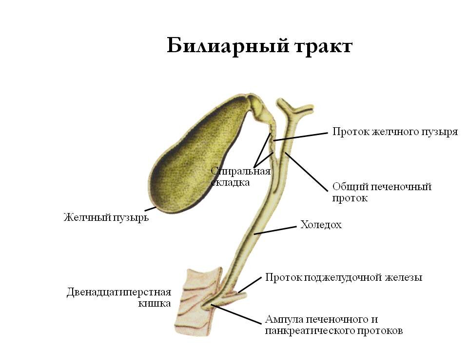 Билиарный тракт представляет собой систему желчевыведения,в которую входит обширная сеть: мелких протоков желчи внутри печени; крупных протоков печени, которые формируют правый и левый протоки; второстепенных сосудов, образующих общий печеночный проток..
