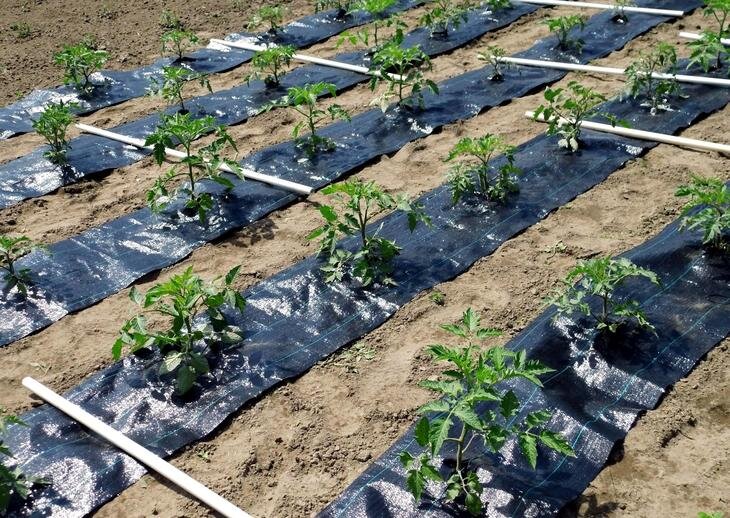 Выращивание ягод и овощей на агроткани