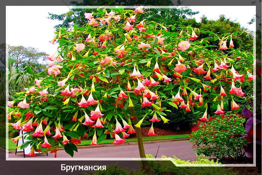 Древовидный кустарник бругмансия (Brugmansia)