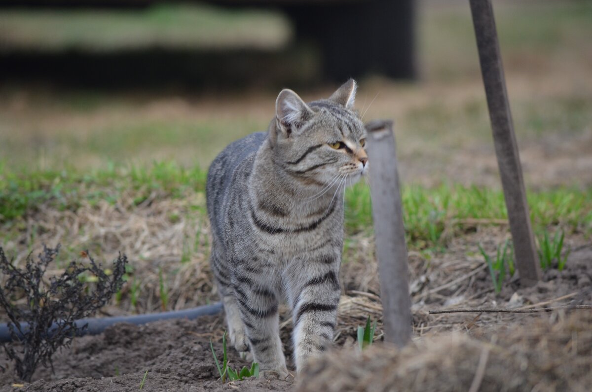 Тихон гуляет. Фото автора