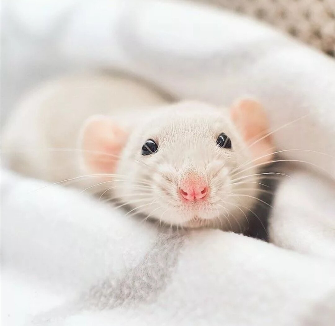 Картинка взята из сети Интернет. 