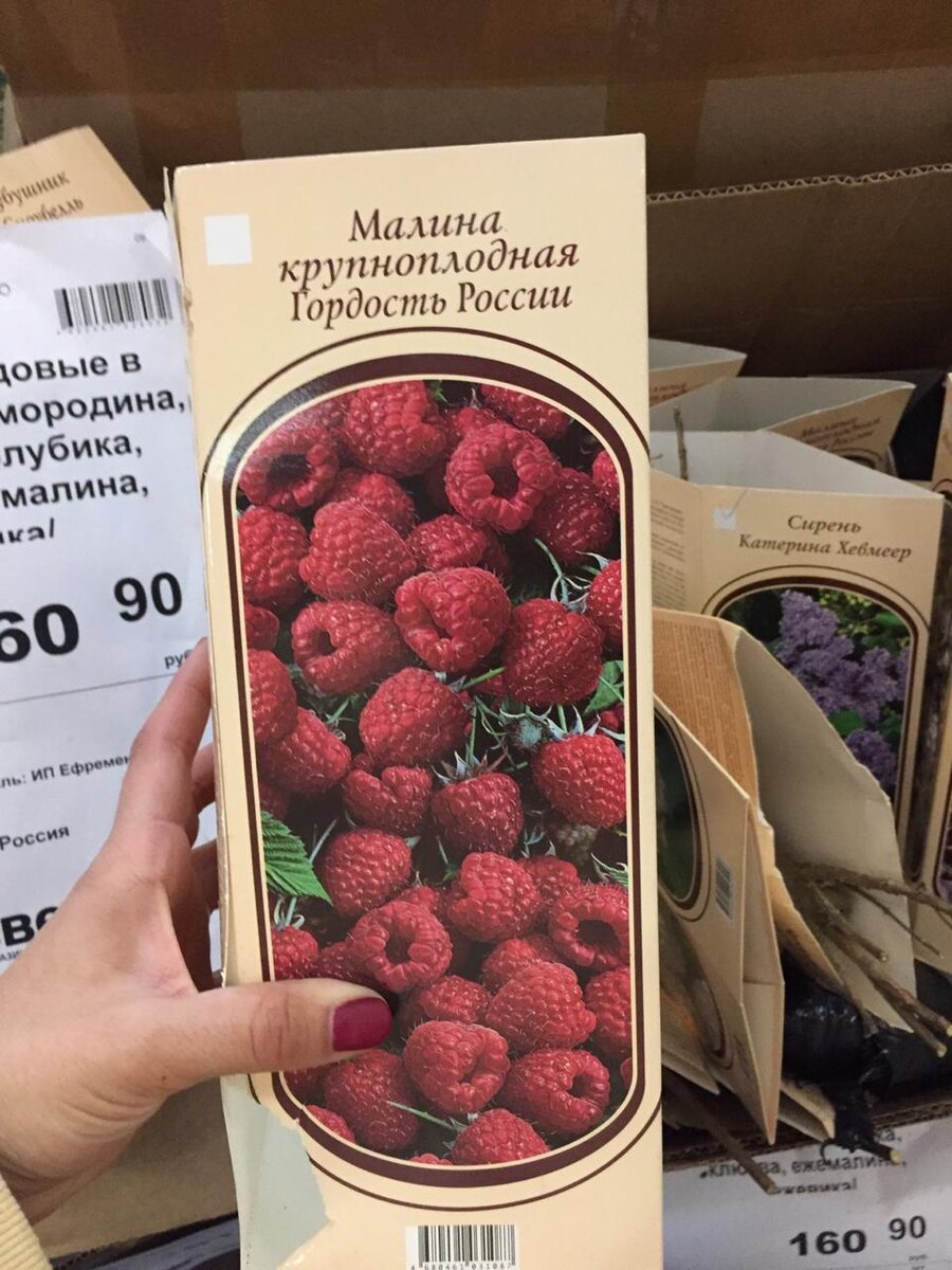 Саженцы живые.