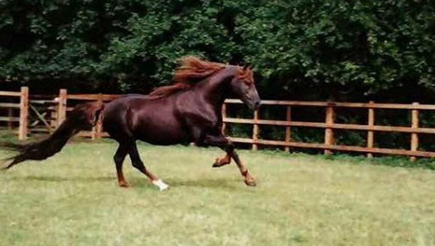 Аннихелейтор.