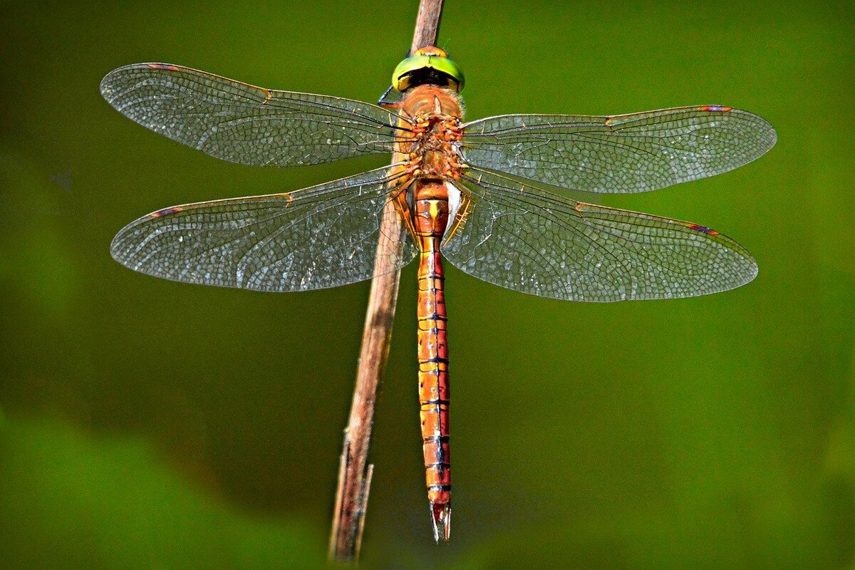 https://cdn.pixabay.com/photo/2019/06/21/20/24/dragonfly-4290334_1280.jpg