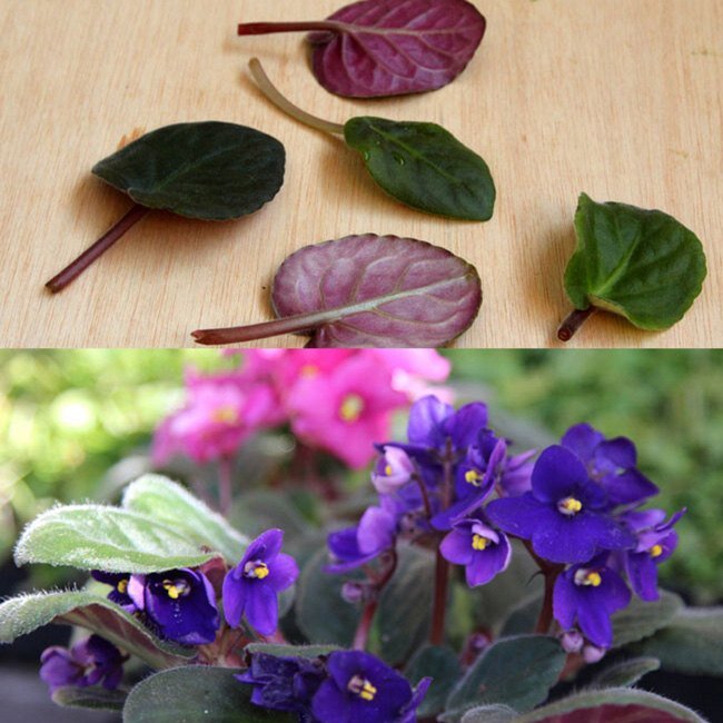 Листочки фиалки