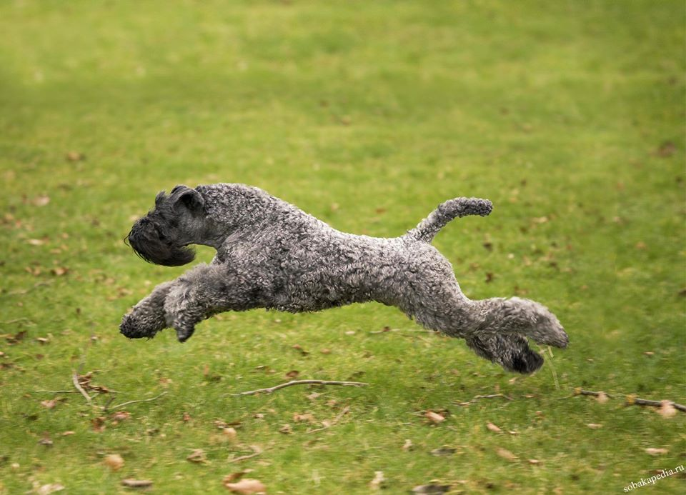 Керри-блю-терьер (фото из интернета)