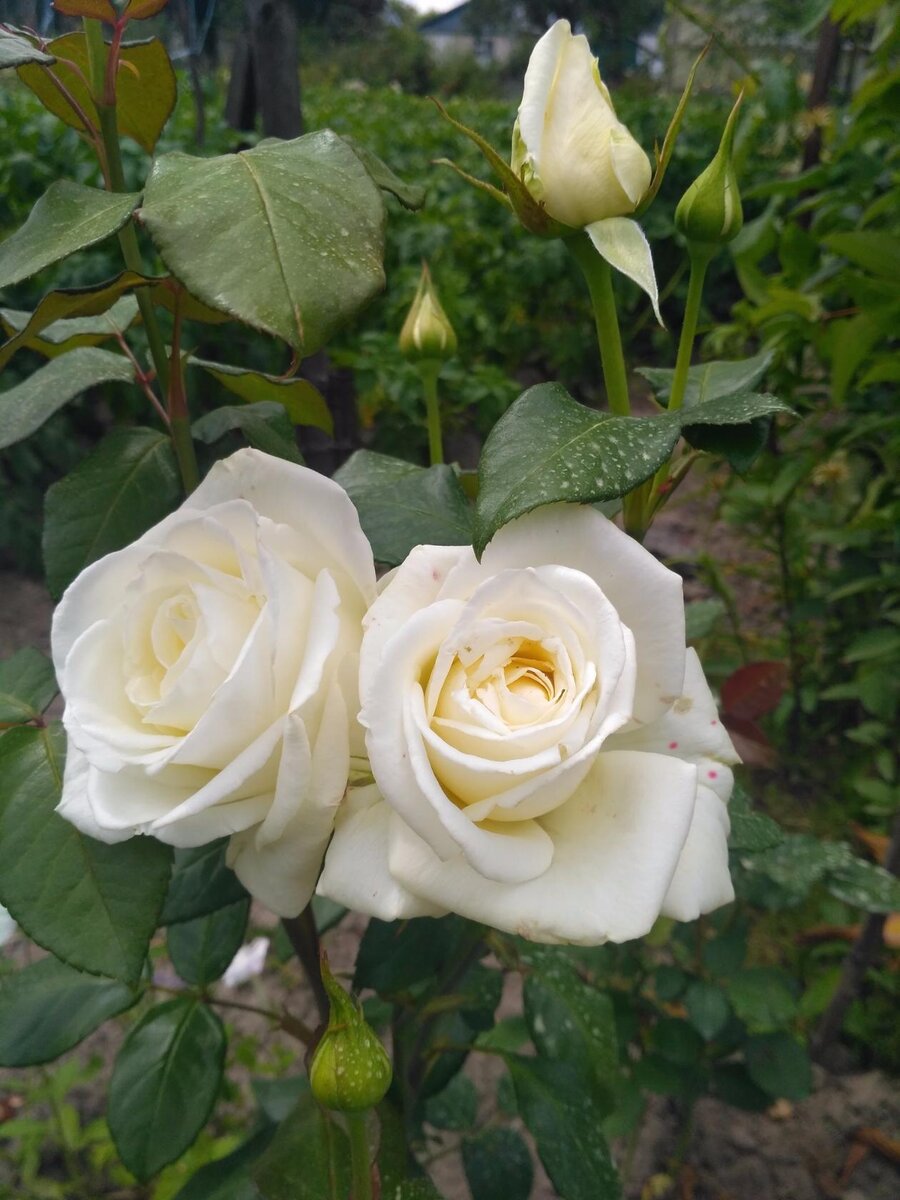 Цветут розы на даче