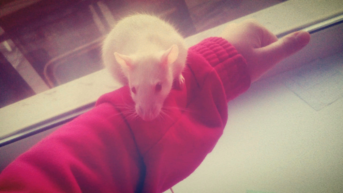 (знакомьтесь, это Вовчик, фотография из личного архива)