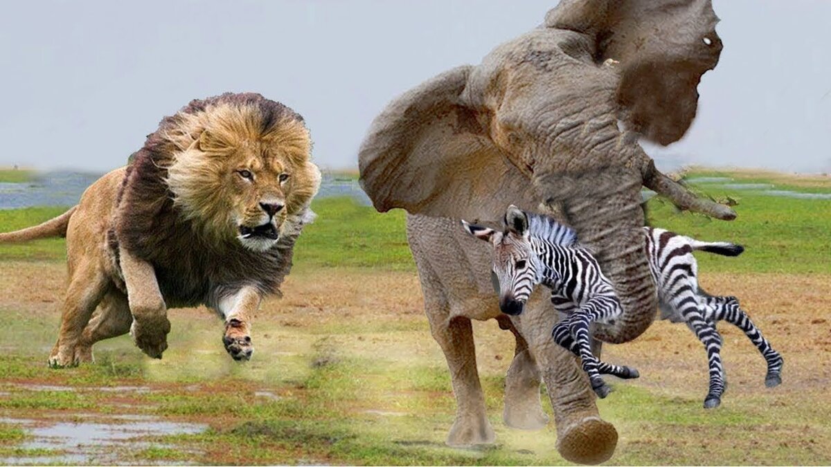 Фото животные становятся умнее и мудрее И спасают друг друга