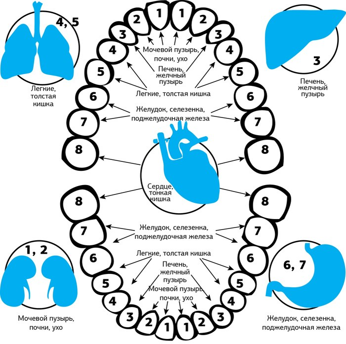 Психосоматика зубной боли. Соответствие зубов и внутренних органов человека. Соответствие зубов внутренним органам. Взаимосвязь зубов и внутренних органов таблица. Связь зубов и органов в организме.