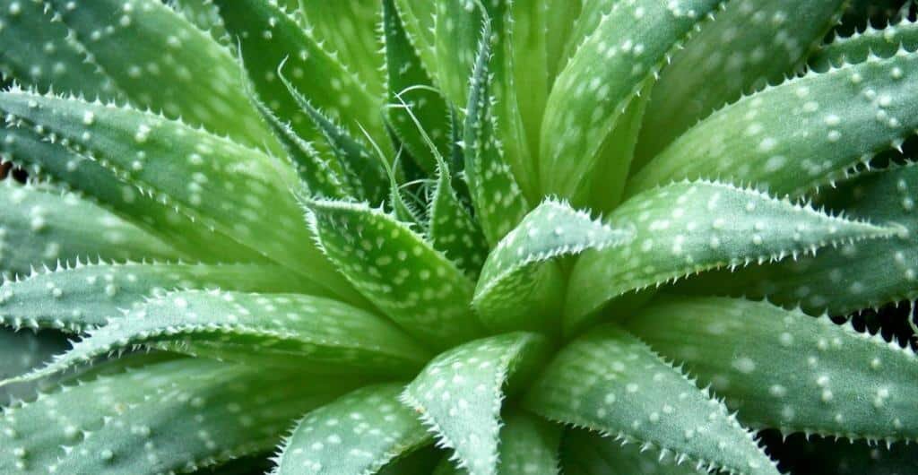 Алое Вера идеален для косметологии 