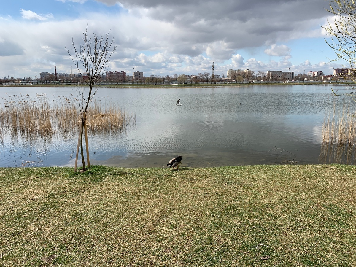 Когда-то здесь был карьер, на котором добывали песок для Императорского фарфорового завода, сейчас карьер затоплен.