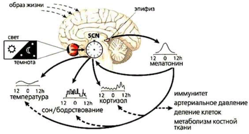 Биологические ритмы и сон. Циркадный ритм человека схема. Цикл сон бодрствование. Цикл сна и бодрствования гипоталамус. Биоритмы человека.