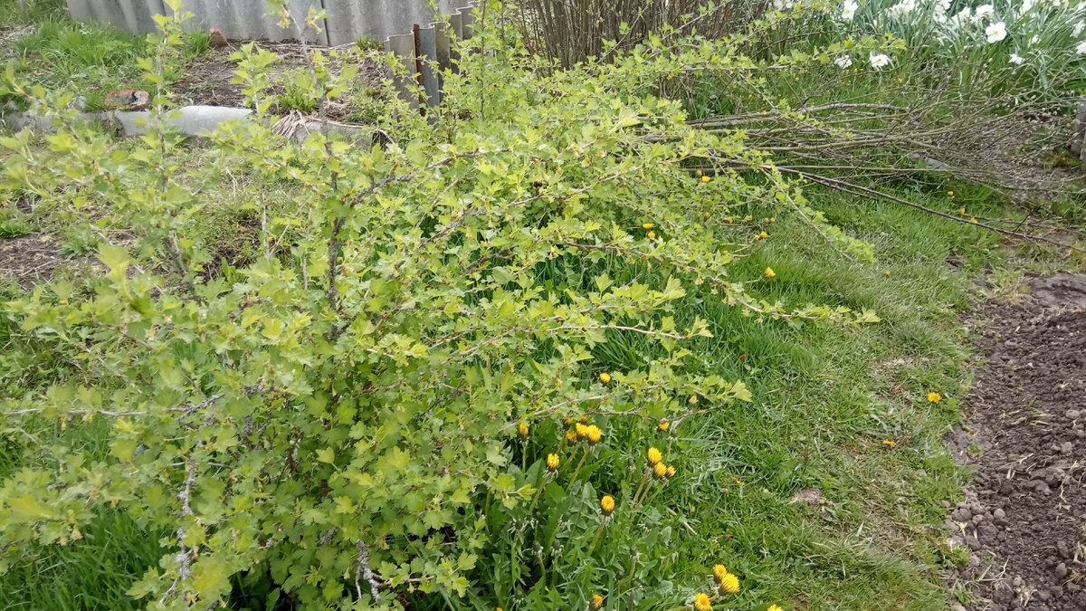 Вокруг крыжовника полно травы, вот с ней и поборемся. Листайте галерею