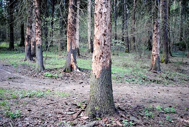 Лес, поражённый типографом в Александровском районе Владимирской обл. 2012 г.