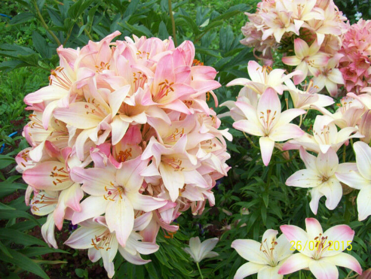 Лилия Марлен. Пример удачной фасциации. Фото взято с сайта gallery.ru