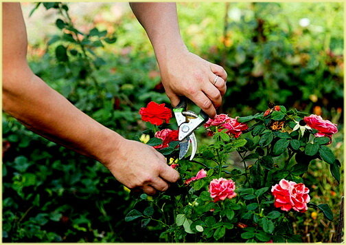 Влияет ли срезание роз в саду на их здоровье и развитие