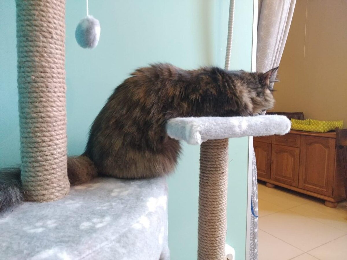 Котики потом полюбили этот домик. На фото Мира, которая так и уснула в этой позе :)