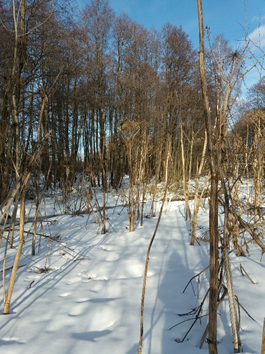 Рис.1 Место сбора семян