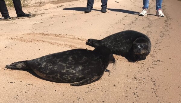 Фото: vk.com/sealrescue