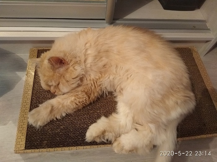 Нашкодил и дрыхнет)