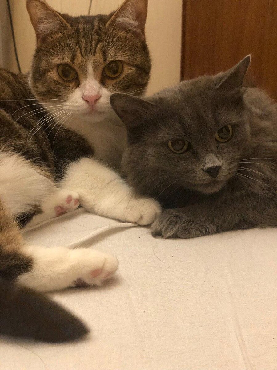 Справа - Дуся (серая), слева - Феня