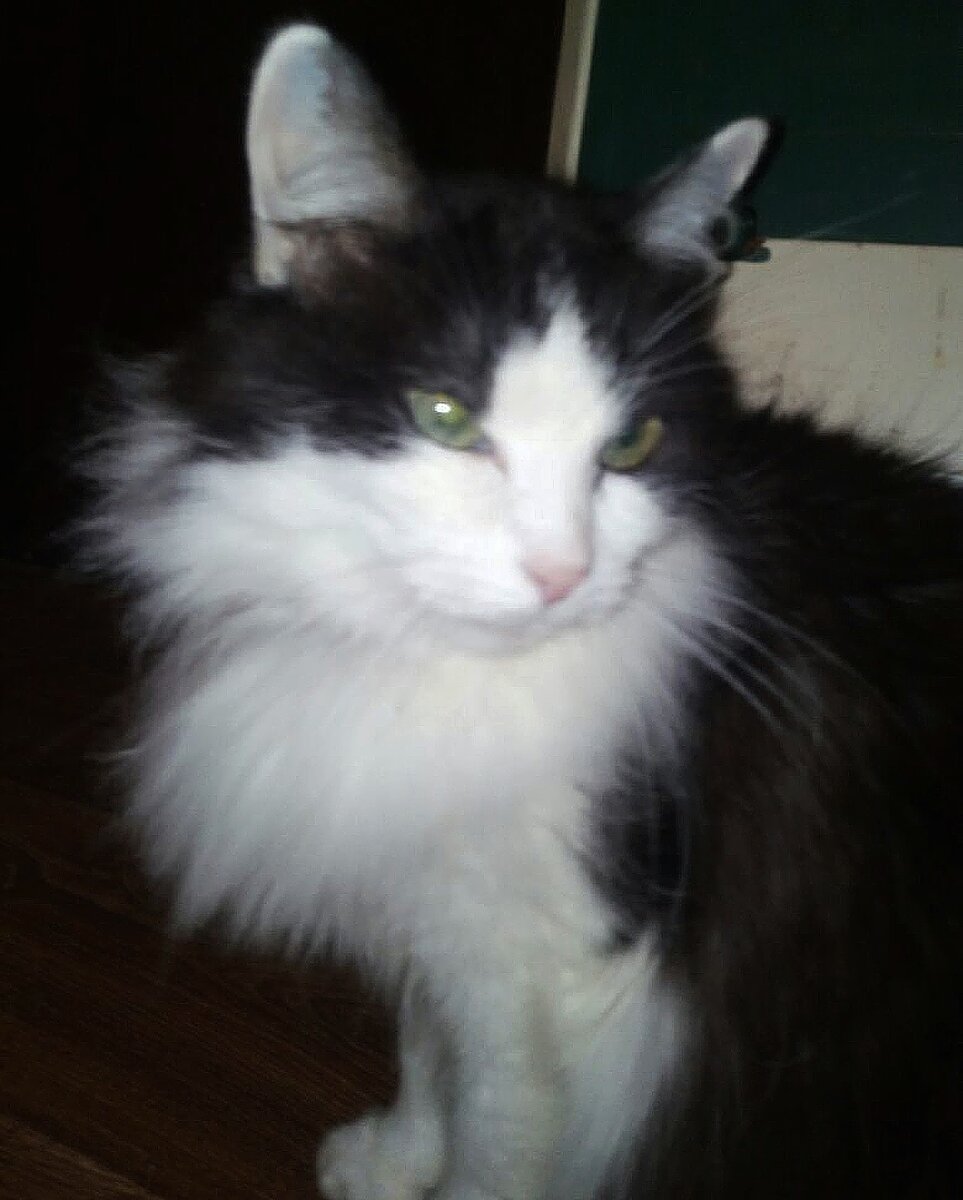 Кеша. Ему осенью будет 16 лет. Не верится. Да и не похоже...